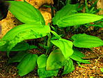 Echinodorus horizontalis