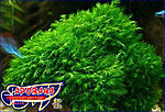 Phoenix moss, Fissidens Fontanus (  )
