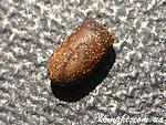Trachyaretaon sp. Negross egg