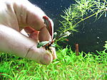 Busephalandra sp. Violet