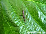 Neophasma subapterum L1