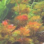 Cabomba furcata 1