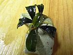 Bucephalandra sp Brownie Jade