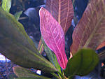 Echinodorus 'Hadi Red Pearl'