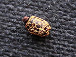 Periphetes forcipatus 