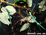 Myronides sp. Peleng  