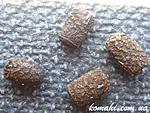Anisomorpha paromalus eggs