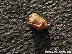 Periphetes graniferum Samar egg