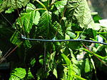 Ramulus nematodes Blue   (2)