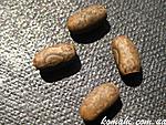 Eurycantha sp. PSG 44 eggs