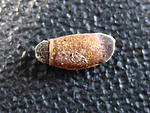 Achrioptera fallax 