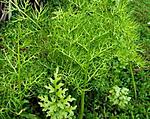   (Ceratopteris thalictroides)