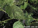 Myronides sp. Peleng L1