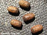 Trachyaretaon sp. Negross eggs