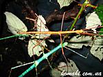 Myronides sp. Peleng111