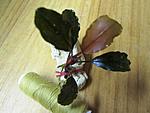 Bucephalandra sp. Theia-4