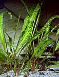   (Cryptocoryne aponogetifolia)