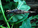 Datames  mouhotii   (2)