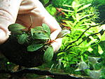 Bucephalandra sp. "Layer Cake" Marnibow