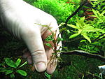 Bucephalandra sp. "Bukit Kelm-Sintang"