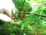 Busephalandra sp. Sintang, West Kalimantan