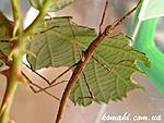 Onchestus rentzi L1