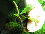 Bucephalandra sp. Blue Green