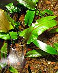    (Cryptocoryne walkeri var. lutea)