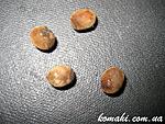 Haaniella dehaanii  eggs