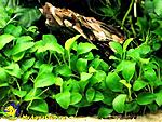 Anubias barteri nana