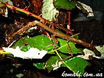 Mnesilochus sp. Marinduque   