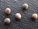 Hermarchus leytensis 