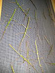 Carausius sp. 