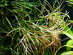 najas indica2