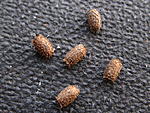Isagoras sp. Los Banos 