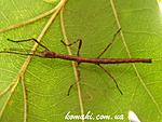 Mnesilochus sp.  Marinduque L1