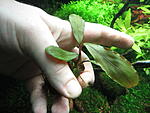 Bucephalandra sp Kota Baru