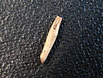 Cuniculina sp. 