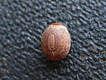 Cranidium gibbosum 
