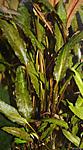 cryptocoryne wendtii braun