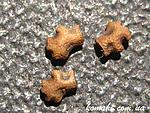 Acanthomenexenus polyacanthus eggs