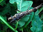 Datames  mouhotii  
