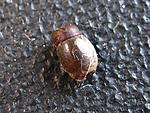 Phanocles sp. 