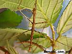 Onchestus rentzi L1 (2)