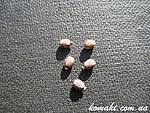 Aplopus micropterus eggs