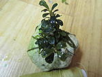 Bucephalandra sp. Kedagang ( new location)