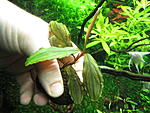 Bucephalandra sp. Blue Green