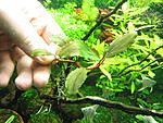 Busephalandra sp. Shine Blue