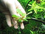Busephalandra sp. Treasure 2011, West Kalimantan