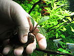 Bucephalandra Rubro Uvae Grappa